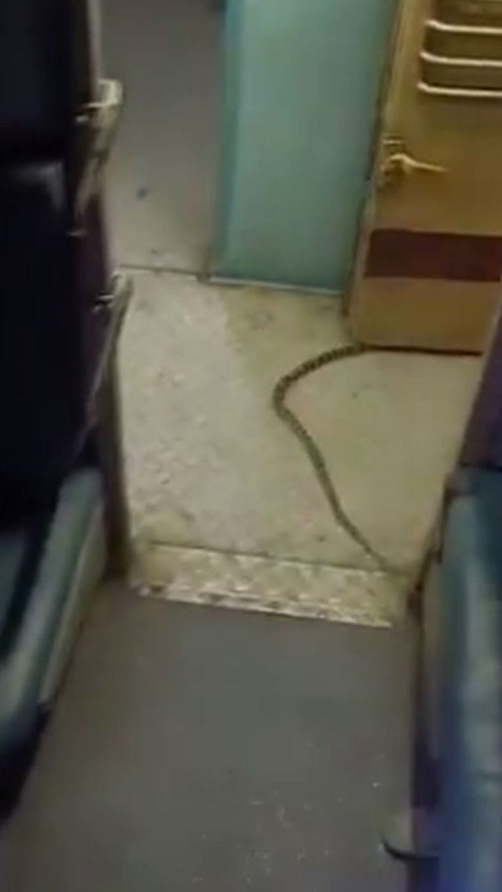 ഓടുന്ന ട്രെയിനില്‍ പാമ്പ് കയറിയാൽ
