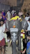 തിരുവണ്ണാമലൈ ക്ഷേത്രത്തിലെത്തിയ ആനക്കുട്ടി...