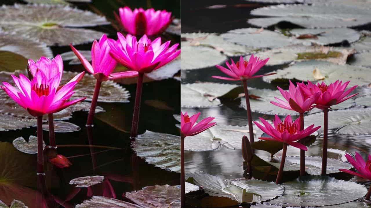 Kottayam Water Lily Spot: മലരിക്കലിൽ മാത്രമല്ല ആമ്പൽപ്പാടം; നേരെ ഇങ്ങോട്ട് പോന്നോള്ളൂ, പുതിയ സ്പോട്ട് ഇതാ Kottayam Water Lily Spot: മലരിക്കലിൽ മാത്രമല്ല ആമ്പൽപ്പാടം; നേരെ ഇങ്ങോട്ട് പോന്നോള്ളൂ, പുതിയ സ്പോട്ട് ഇതാ