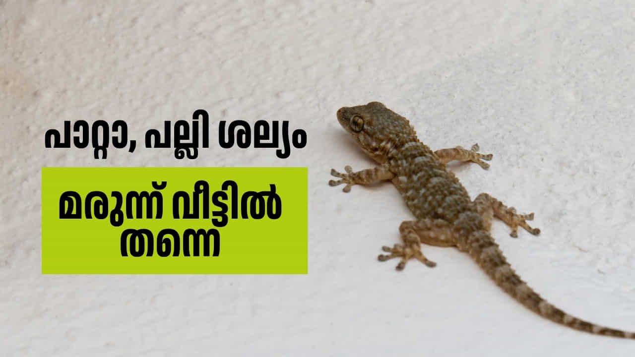 പാറ്റയും പല്ലിയും നിൽക്കില്ല, മരുന്ന് വീട്ടിൽ തന്നെയുണ്ട് പാറ്റയും പല്ലിയും നിൽക്കില്ല, മരുന്ന് വീട്ടിൽ തന്നെയുണ്ട്