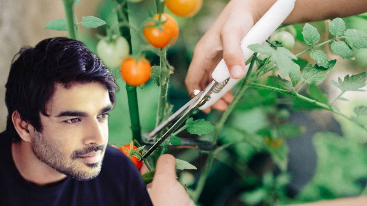വെള്ളിത്തിരയിൽ വൈവിധ്യമാർന്ന കഥാപാത്രങ്ങളിലൂടെ കോടിക്കണക്കിന് ആരാധകരുടെ മനംകവർന്ന നടനാണ് ആർ. മാധവൻ. എന്നാൽ അഭിനയത്തിനും സിനിമയ്ക്കും അപ്പുറം മാധവന് ഏറെ പ്രിയപ്പെട്ട മറ്റൊരു മേഖല കൂടിയുണ്ട്; അത് പ്രകൃതിയോടിണങ്ങിയുള്ള ജൈവകൃഷിയാണ് . സിനിമയിലെ തിരക്കുകൾക്കിടയിലും മണ്ണിലേക്ക് മടങ്ങാനും കൃഷിയെ നെഞ്ചിലേറ്റാനും ഈ പ്രശസ്ത താരം കാണിക്കുന്ന താല്പര്യം ഏറെ പ്രശംസനീയമാണ്. (Image Credit source: Instgram,Getty Images)

