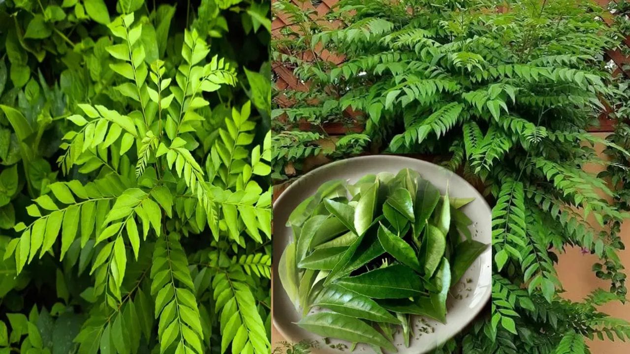 കറിവേപ്പിലയുടെ ഗുണങ്ങൾ പാചകത്തിൽ മാത്രം ഒതുങ്ങി നിൽക്കുന്നില്ല, മുടി കൊഴിച്ചിൽ കുറയ്ക്കുന്നതിനും, കാഴ്ചശക്തി മെച്ചപ്പെടുത്തുന്നതിനും, ദഹനം മെച്ചപ്പെടുത്തുന്നതിനുമടക്കം നിരവധി ഗുണങ്ങൾ ഇതിനുണ്ട്. കറിവേപ്പിലക്ക് ഗുണങ്ങൾക്കൊപ്പം ചില ദോഷങ്ങളുമുണ്ട്. എല്ലാവർക്കും ഇത് ഒരുപോലെ നല്ലതല്ല. ചില രോഗങ്ങളുള്ളവർ കറിവേപ്പില പരമാവധി ഒഴിവാക്കുന്നതാണ് നല്ലത്. ഇത് ആരൊക്കെയാണെന്ന് പരിശോധിക്കാം.