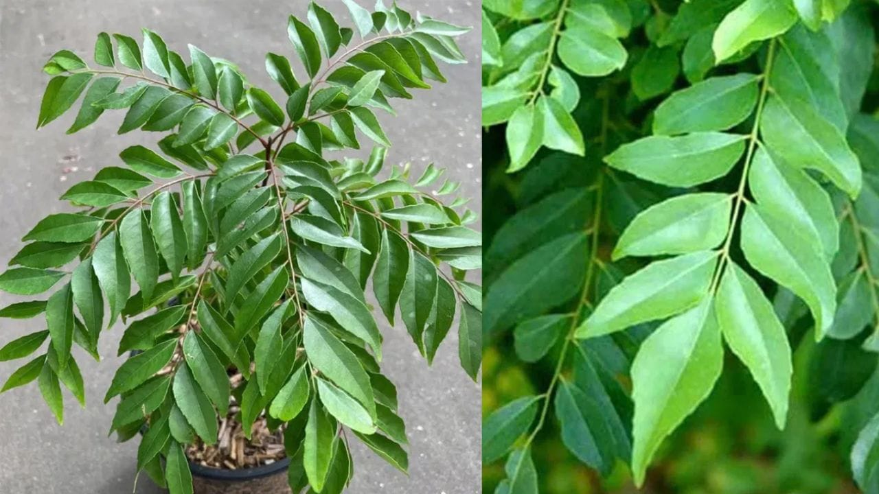 Curry Leaves Disadvantages