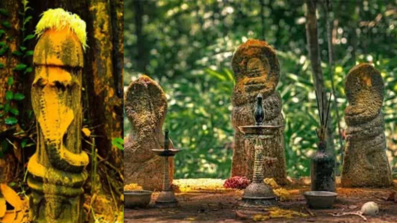 കന്നിമാസത്തിലെ ആയില്ല്യം! നാ​ഗപ്രീതിക്കായി ജപിക്കേണ്ട മന്ത്രങ്ങൾ, നടത്തേണ്ട വഴിപാടുകളും