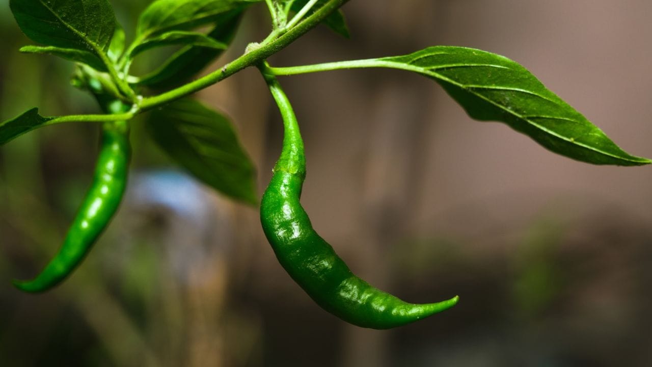 മുളകിൽ അടങ്ങിയിരിക്കുന്ന 'കാപ്സെയ്സിൻ' എന്ന രാസവസ്തുവാണ് ഈ എരിച്ചിലിന് കാരണം. വെള്ളം മാത്രം ഉപയോഗിച്ച് കഴുകിയാൽ ഈ എരിച്ചിൽ മാറില്ല. പകരം, തണുത്ത പാലിലോ തൈരിലോ കുറച്ചു സമയം കൈ മുക്കി വെക്കുക. പാലിലെ കേസിൻ എന്ന പ്രോട്ടീൻ മുളകിന്റെ എരിച്ചിലിന് കാരണമാകുന്ന രാസവസ്തുവിനെ നിർവീര്യമാക്കും.
