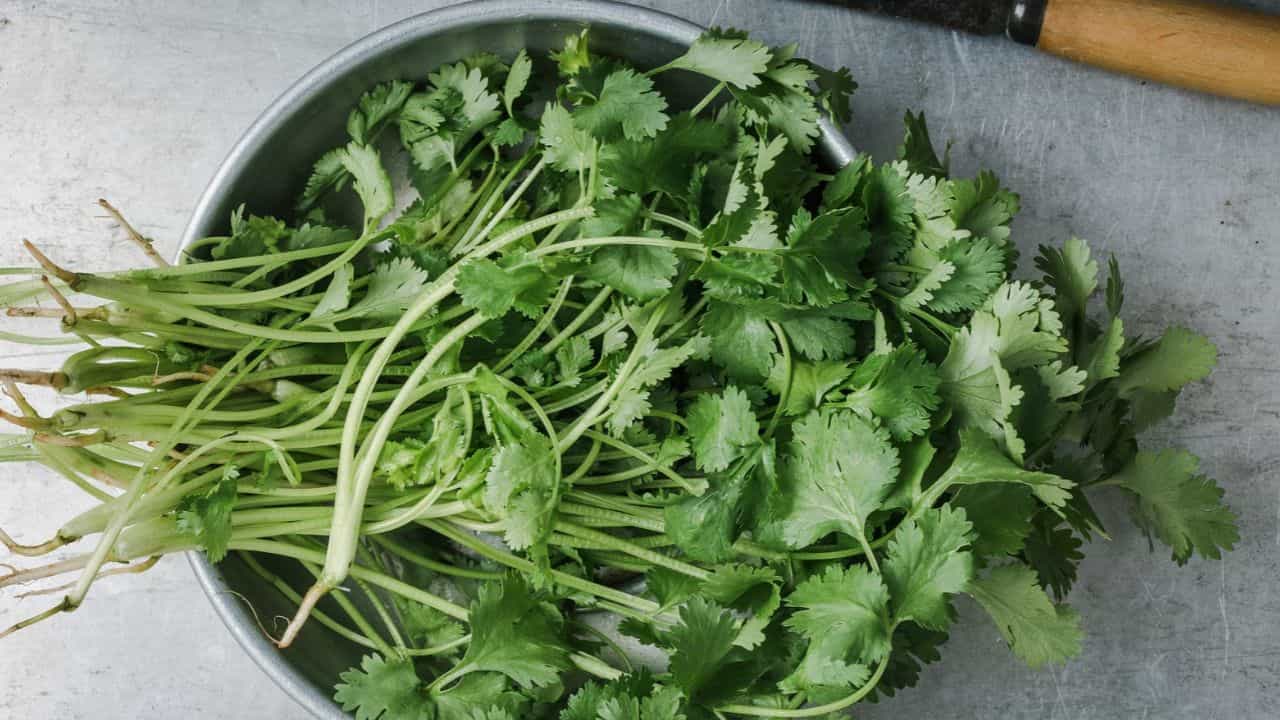 Kitchen Tips: മല്ലിയില കളയേണ്ടി വരാറുണ്ടോ? ഈ തെറ്റുകൾ തിരുത്തിയാൽ മല്ലിയില ഫ്രഷായി ഇരിക്കും Kitchen Tips: മല്ലിയില കളയേണ്ടി വരാറുണ്ടോ? ഈ തെറ്റുകൾ തിരുത്തിയാൽ മല്ലിയില ഫ്രഷായി ഇരിക്കും
