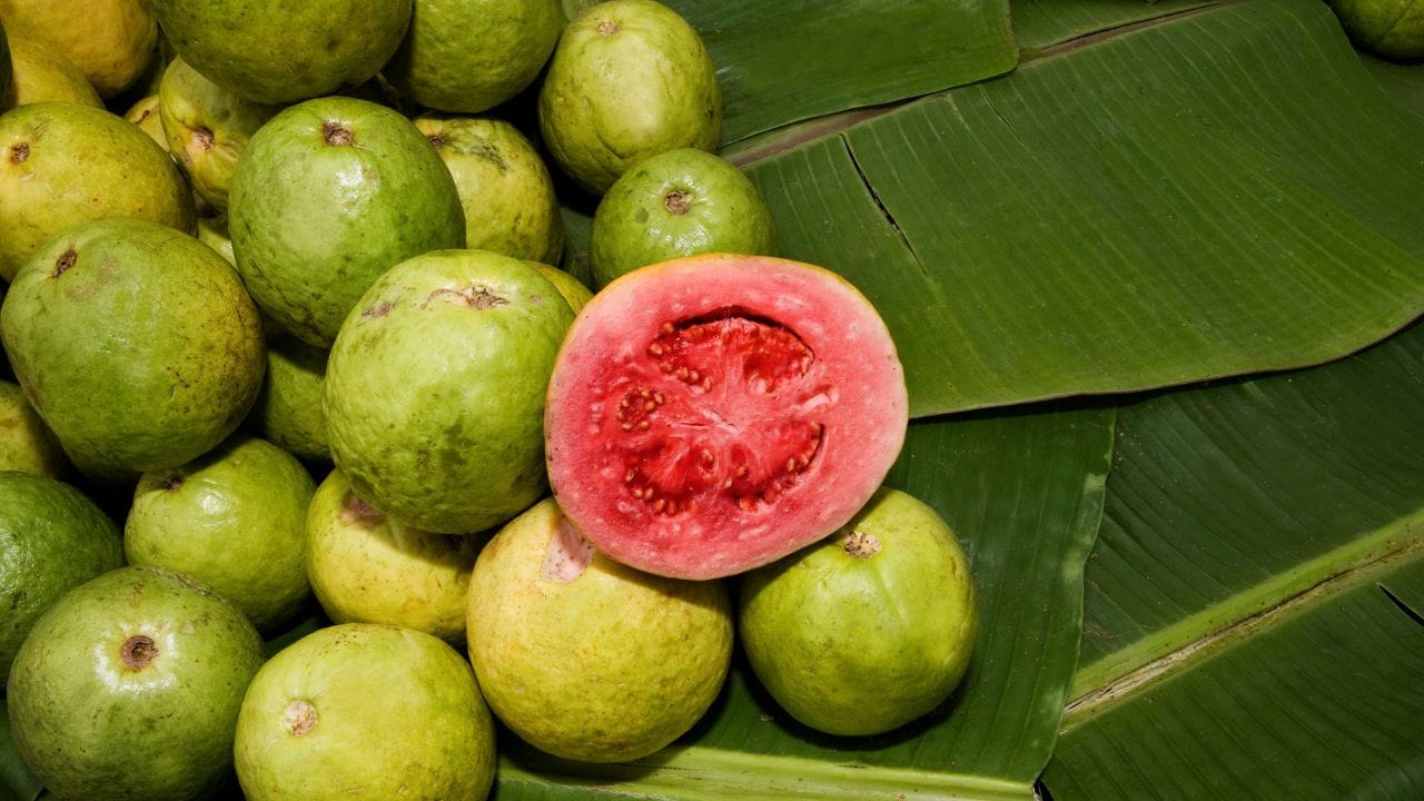 ഉത്തര്പ്രദേശിലെ പ്രധാന പേരക്ക ഇനങ്ങളിലൊന്നാണ് അലഹാബാദി സഫേദ. ഇടത്തരം വലിപ്പമുള്ള പഴങ്ങള്, വട്ടത്തിലുള്ള ആകൃതി, വെളുത്ത ഉള്ഭാഗം, താരതമ്യേന കുറച്ച് വിത്തുകള് എന്നിവയാണ് ഇതിന്റെ പ്രത്യേകതകള്. കൂടുതല് കാലം കേടുകൂടാതെ സൂക്ഷിക്കാനാകുന്നതും ഈ ഇനത്തിന്റെ പ്രത്യേകതയാണ്.