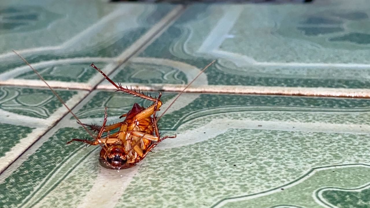 മല്ലിയിലയുടെ സുഗന്ധം: മല്ലിയിലയുടെ മണവും പാറ്റകൾക്ക് തീരെ ഇഷ്ടമല്ല. കുറച്ച് മല്ലിയില ചതച്ച് വെള്ളത്തിലിട്ട് തിളപ്പിച്ച്, ആ വെള്ളം തണുത്ത ശേഷം പാറ്റശല്യമുള്ള ഭാഗങ്ങളിൽ സ്പ്രേ ചെയ്തു കൊടുത്താൽ പാറ്റകൾ സ്ഥലം വിടും. തുറന്നുവെച്ച ഭക്ഷണസാധനങ്ങളും പഞ്ചസാരയും പാറ്റകളെ എളുപ്പത്തിൽ ആകർഷിക്കും. അവ എയർടൈറ്റ് പാത്രങ്ങളിൽ മാത്രം സൂക്ഷിക്കുക. അടുക്കളയിലെ സിങ്ക് എന്നും ഉണക്കി സൂക്ഷിക്കാൻ ശ്രദ്ധിക്കുക. നനവുള്ള സ്ഥലങ്ങളിലാണ് പാറ്റകൾ പെട്ടെന്ന് പെറ്റുപെരുകുന്നത്.