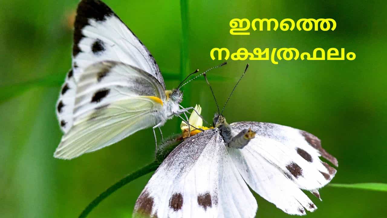 Horoscope Today: പുതിയ സംരംഭങ്ങൾ ആരംഭിക്കും, സ്ഥാനക്കയറ്റം; ഇന്നത്തെ നക്ഷത്രഫലം Horoscope Today: പുതിയ സംരംഭങ്ങൾ ആരംഭിക്കും, സ്ഥാനക്കയറ്റം; ഇന്നത്തെ നക്ഷത്രഫലം