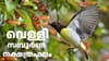 അ‌വിട്ടം മാത്രമല്ല, തിരുവോണക്കാരും ഇന്ന് തവിട്ടിലും നേടും!...