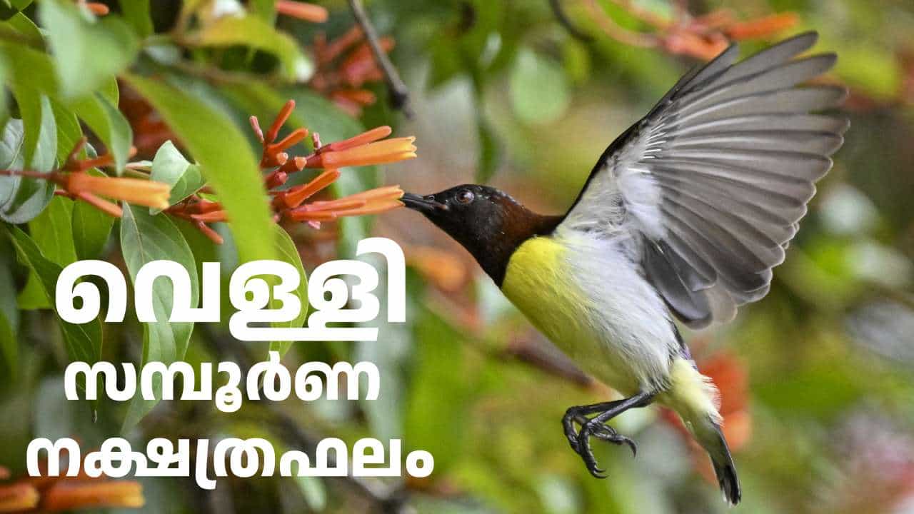 Horoscope Today: അ‌വിട്ടം മാത്രമല്ല, തിരുവോണക്കാരും ഇന്ന് തവിട്ടിലും നേടും! ഇന്നത്തെ നക്ഷത്രഫലം