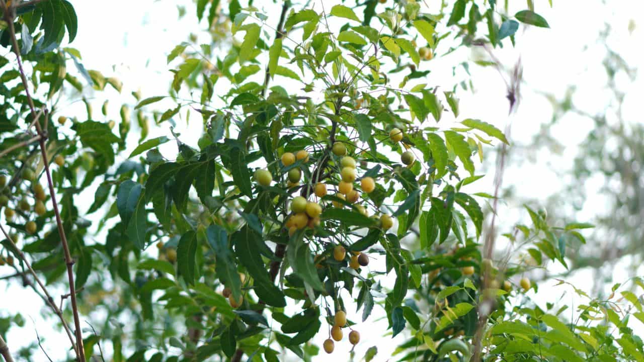 Malabar Neem Farming: മലവേപ്പ് കൃഷിയിലൂടെ ലക്ഷങ്ങള്‍ നേടാം; വേഗത്തില്‍ വളരും, തടിക്ക് ആവശ്യക്കാരേറെ