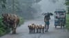 ചക്രവാതച്ചുഴിയും തുലാവർഷവും; സംസ്ഥാനത്ത് വീണ്ടും മഴ ശക്തമാകുന്നു...
