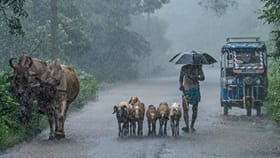 ചക്രവാതച്ചുഴിയും തുലാവർഷവും; സംസ്ഥാനത്ത് വീണ്ടും മഴ ശക്തമാകുന്നു