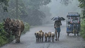 ഇടിമിന്നലോടെ ശക്തമായ മഴ ഇന്നുണ്ട്, നാല് ജില്ലകളിൽ യെല്ലോ അ‌ലർട്ട്