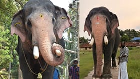 പല്ലാട്ട് ബ്രഹ്മദത്തൻ ഇടിമിന്നലേറ്റ് ചരിഞ്ഞു