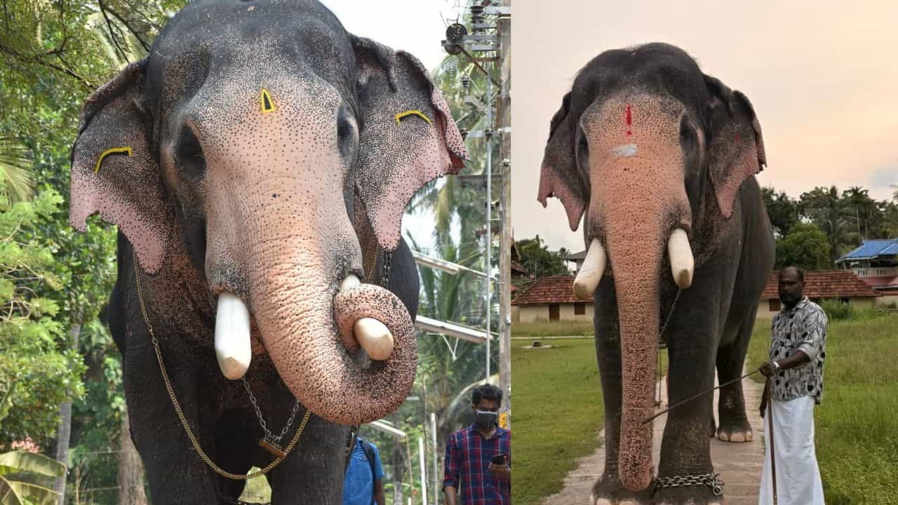 Pallattu Brahmadathan: പല്ലാട്ട് ബ്രഹ്മദത്തൻ ഇടിമിന്നലേറ്റ് ചരിഞ്ഞു