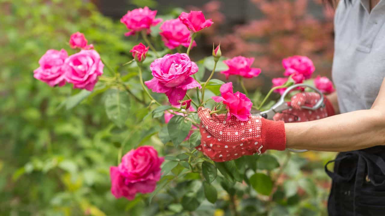 Gardening Tips: ചെടികൾക്ക് കാശുകൊടുത്തു വളം വാങ്ങല്ലേ; അടുക്കളയിലെ ഈ ഒരൊറ്റ സാധനം ധാരാളം! Gardening Tips: ചെടികൾക്ക് കാശുകൊടുത്തു വളം വാങ്ങല്ലേ; അടുക്കളയിലെ ഈ ഒരൊറ്റ സാധനം ധാരാളം!