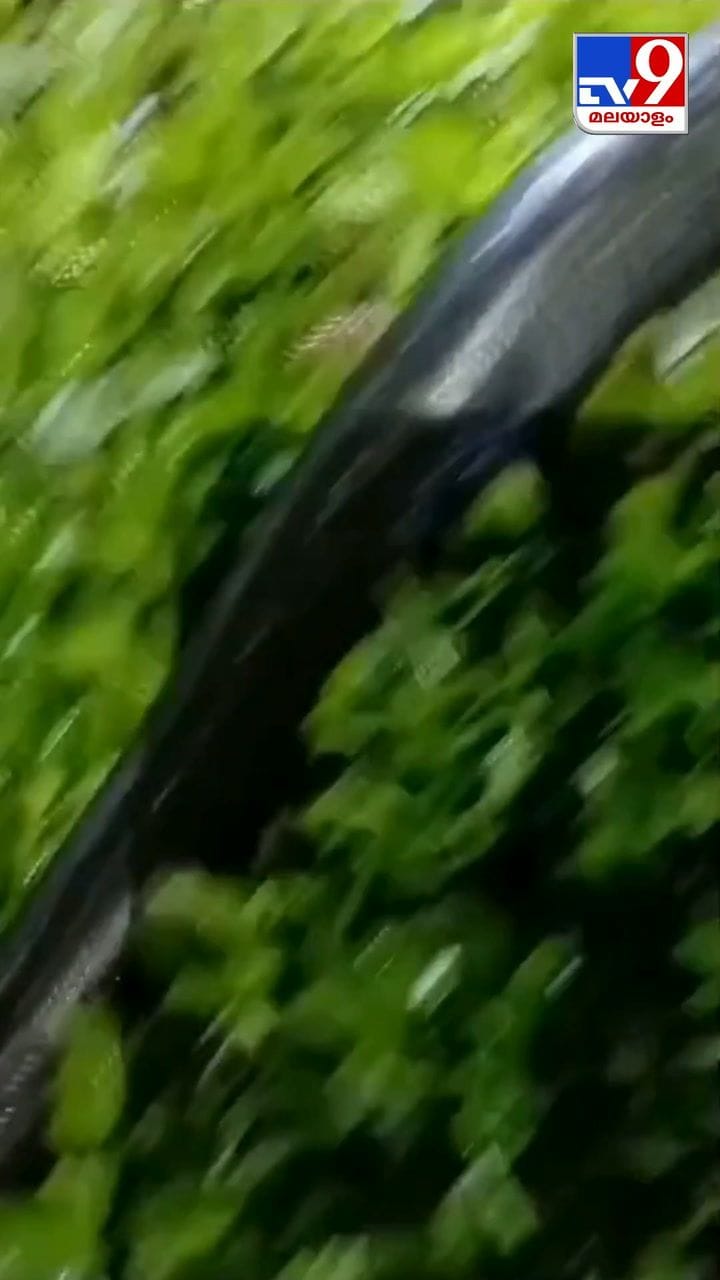 രാജവെമ്പാല ചേരയെ വിഴുങ്ങുന്നു