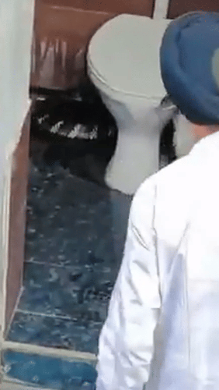 ടോയ്‌ലറ്റിൽ നിന്ന് രാജവെമ്പാല
