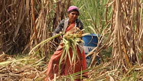 കരിമ്പ് കർഷകരുടെ പ്രതിസന്ധി; പ്രശ്നങ്ങൾ പഠിക്കാൻ പുതിയ സമിതി