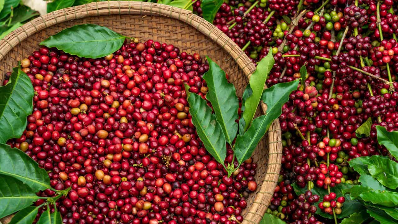 Coffee Price: എൽ നിനോ തിരിച്ചടിയാകുന്നു, കാപ്പി വില കുതിച്ചുയരും Coffee Price: എൽ നിനോ തിരിച്ചടിയാകുന്നു, കാപ്പി വില കുതിച്ചുയരും