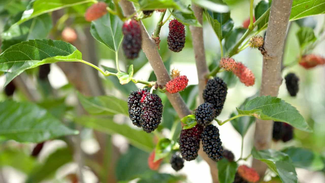 Mulberries: ബാൽക്കണിയിൽ മൾബറി നട്ടുവളർത്താം, പോഷകങ്ങളുടെ ഉറവിടമാണേ... Mulberries: ബാൽക്കണിയിൽ മൾബറി നട്ടുവളർത്താം, പോഷകങ്ങളുടെ ഉറവിടമാണേ...