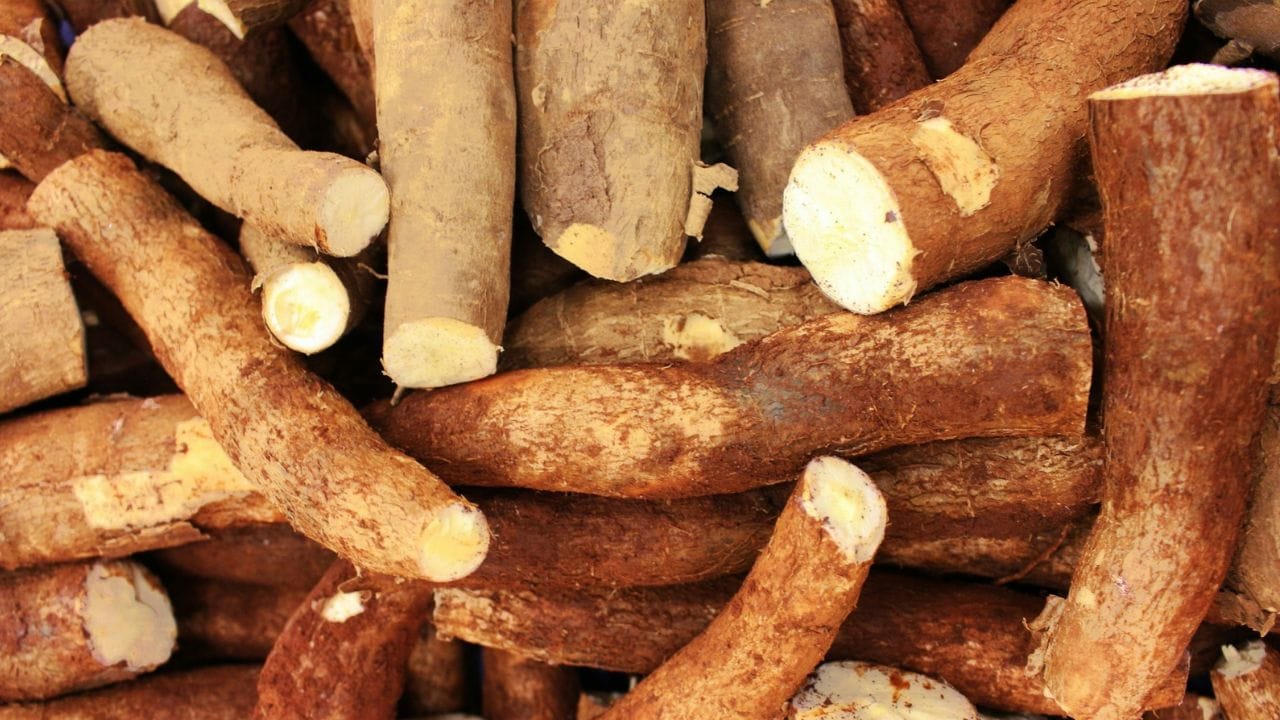 തൊലിയുടെ നിറം പരിശോധിക്കുക: കപ്പ വാങ്ങുമ്പോൾ അതിന്റെ പുറം തൊലി ചെറുതായി ഒന്ന് പൊളിച്ച് നോക്കുക. തൊലിക്കടിയിലെ മാംസളമായ ഭാഗം നല്ല പിങ്ക് അല്ലെങ്കിൽ ഇളം ചുവപ്പ് നിറത്തിലാണെങ്കിൽ അത് നല്ല വേവുള്ള മരച്ചീനിയാണെന്ന് ഉറപ്പിക്കാം. വെളുത്ത തൊലിയുള്ള കപ്പ ചിലപ്പോൾ വേവില്ലാതെ പോകാൻ സാധ്യതയുണ്ട്. തൊലി എളുപ്പത്തിൽ ഉരിഞ്ഞു പോരുന്നതും കട്ടി കുറഞ്ഞതുമായ മരച്ചീനിയാണ് പാചകത്തിന് ഏറ്റവും നല്ലത്. തൊലിക്ക് കട്ടി കൂടുതലാണെങ്കിൽ അത് വേവാനും കുറേ സമയമെടുക്കും.